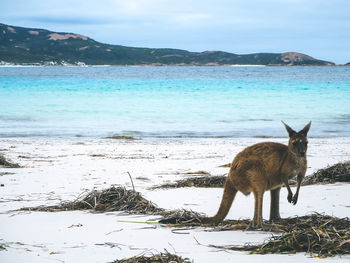 View of an animal on beach