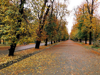 Trees in park during autumn