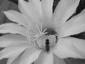 Close-up of insect on white flower