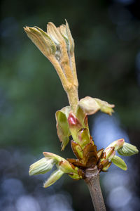 Close-up of wilted flower bud