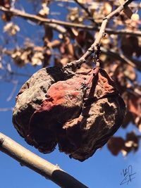 Close-up of dried fruits on tree