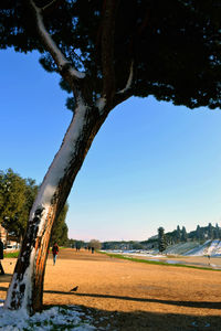 Trees on field against clear blue sky