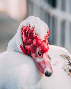 Close-up of a bird