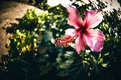 Close-up of pink flowers