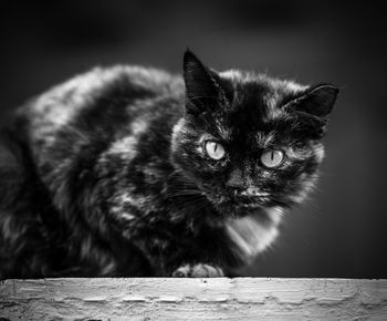 Black cat sitting on a step black and white