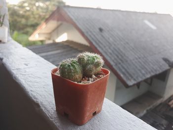 High angle view of potted cactus plant on table