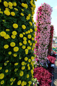 Close-up of yellow flowers growing at zawra park