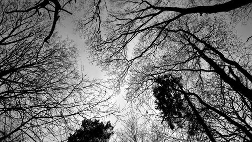 Low angle view of tree against sky