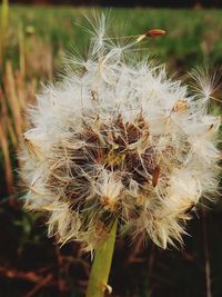 Close-up of dandelion