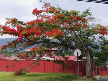 Flowering tree with building in background
