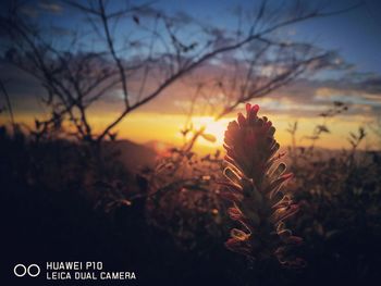 Close-up of flower against sky at sunset