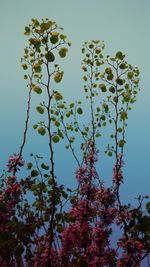 Low angle view of tree against clear sky