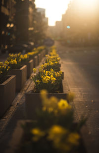 Yellow flowers on stone in cemetery