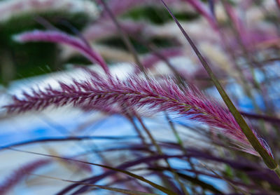 Close-up of purple flowering plant