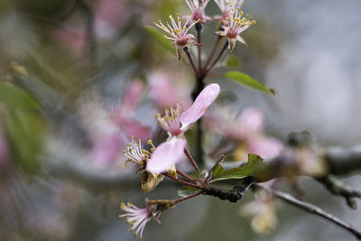 Close-up of pink flowers on tree