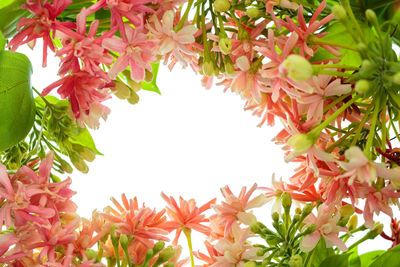 Low angle view of pink flowering plants against sky