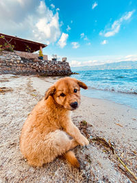 Dog on beach