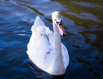 High angle view of swan swimming in lake