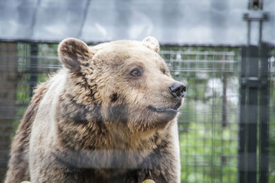 Close-up of an animal looking away