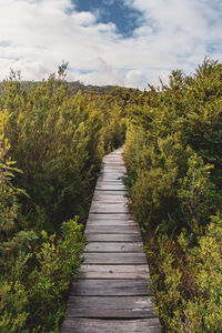 Boardwalk amidst trees against sky