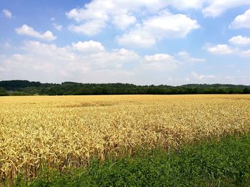 Scenic view of agricultural field against sky