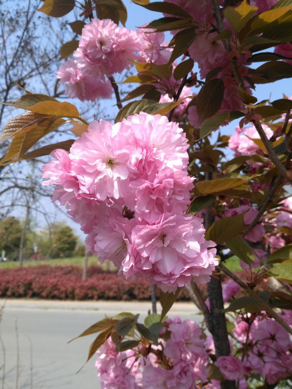 flower, pink color, freshness, fragility, growth, branch, beauty in nature, petal, nature, tree, pink, close-up, blossom, blooming, in bloom, focus on foreground, flower head, leaf, springtime, low angle view