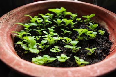 High angle view of potted plants