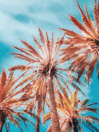 Low angle view of palm trees against sky