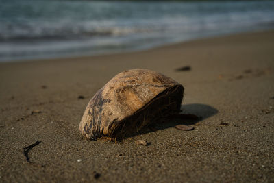 Close-up of shell on sand