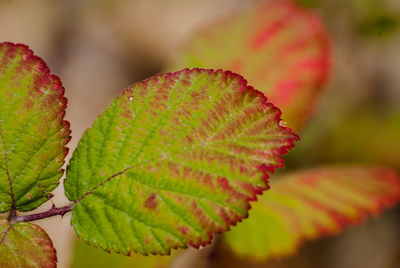 Close-up of leaf on plant during autumn