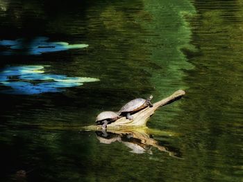 Reflection of trees in water