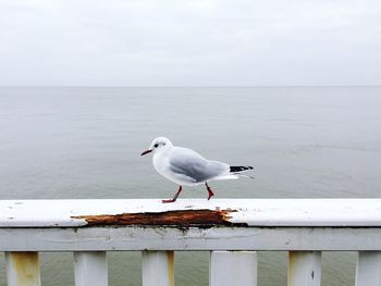 Seagull flying over sea