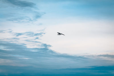 Low angle view of bird flying in sky