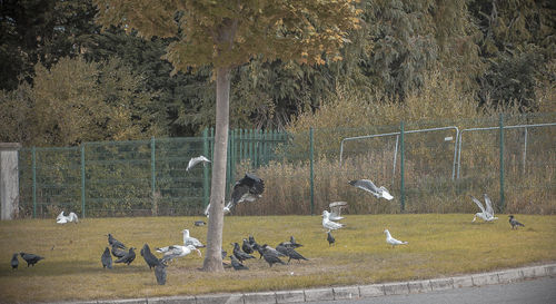 View of birds on land