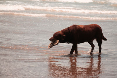 Side view of horse on beach