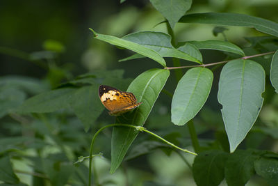 Close-up of butterfly on leaf