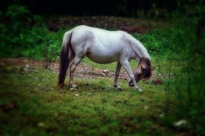 Horse standing on field
