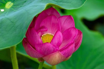 Close-up of pink lotus water lily