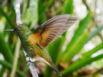 Close-up of bird flying against blurred background