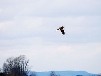 Low angle view of bird flying against sky