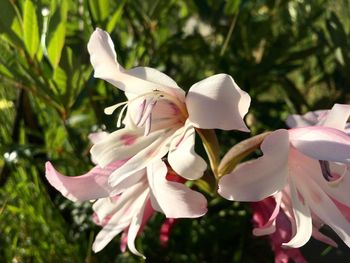 Close-up of white flowering plants