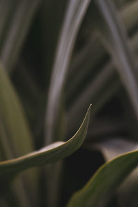 Green tropical leaves