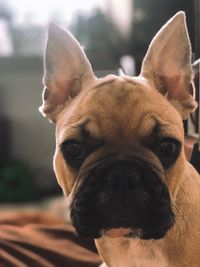 Close-up portrait of a dog