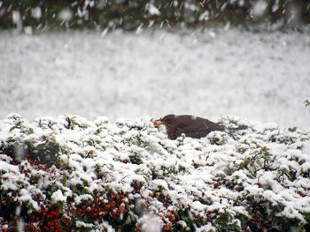 High angle view of bird on snow covered land