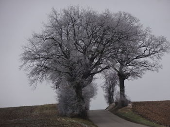 Tree on field against clear sky