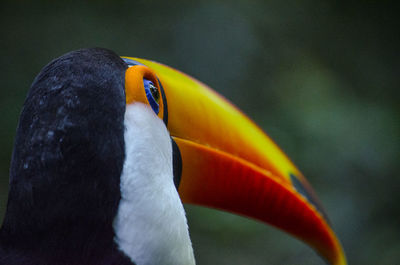 Close-up of hornbill