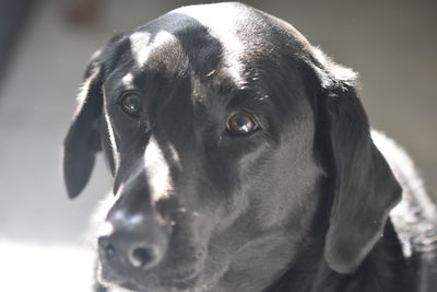 Close-up portrait of dog