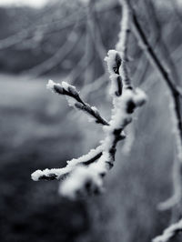 Close-up of frozen plant