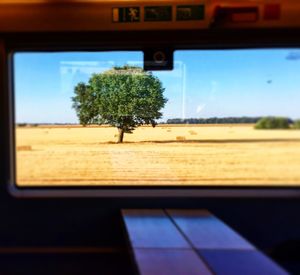 Trees seen through car window