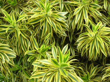 Full frame shot of plants